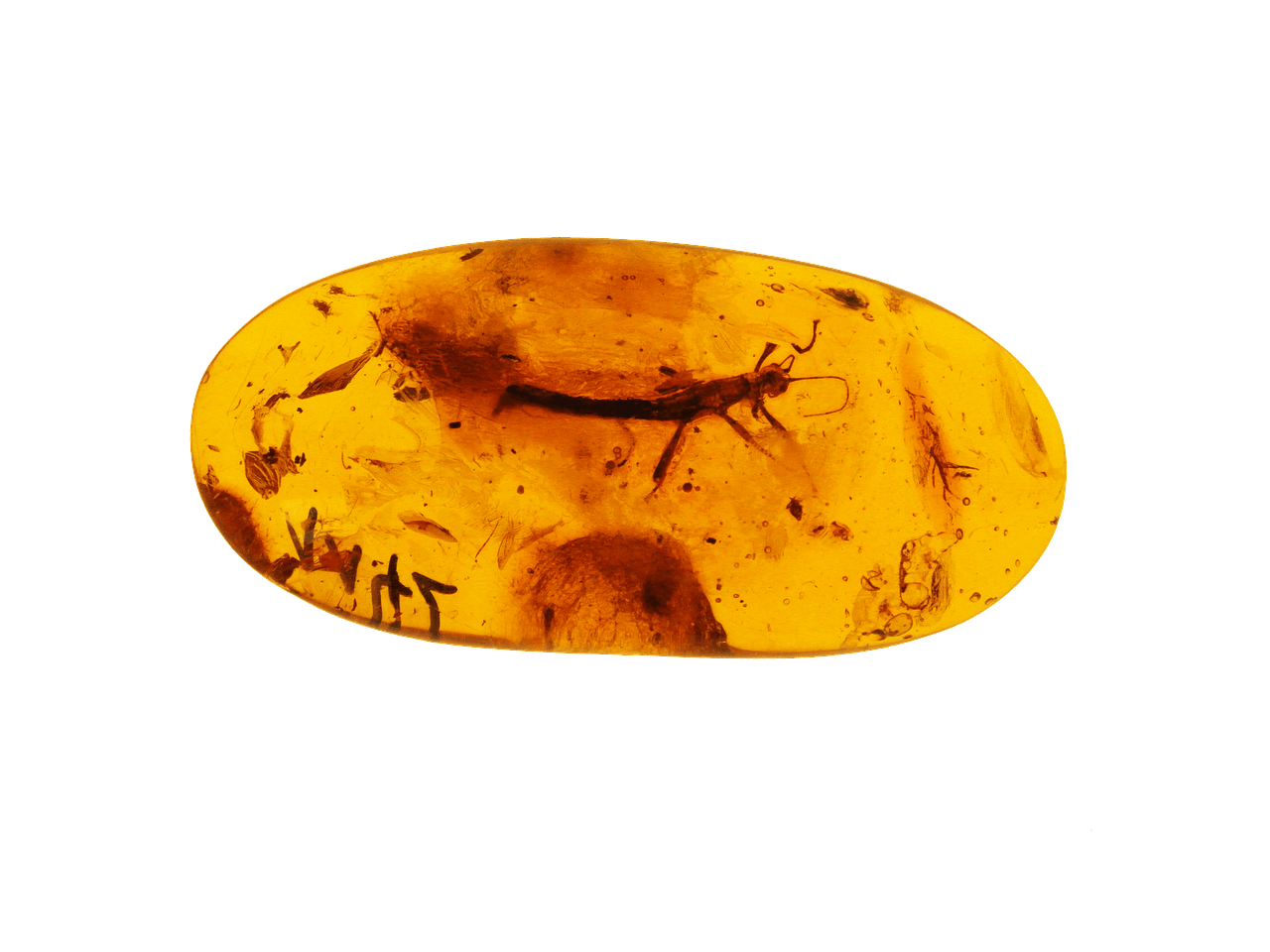 amber-261133_1280